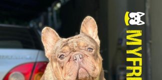 Bulldog francés: lo que debes saber antes de adoptar uno.