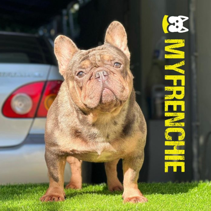 Bulldog francés: lo que debes saber antes de adoptar uno.