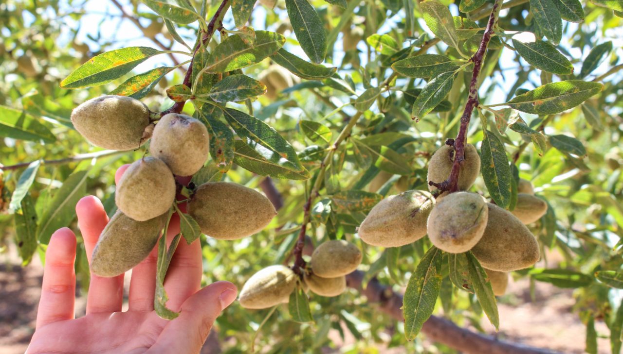 El consumo de la almendra reduce el colesterol sanguíneo total y el HDL.