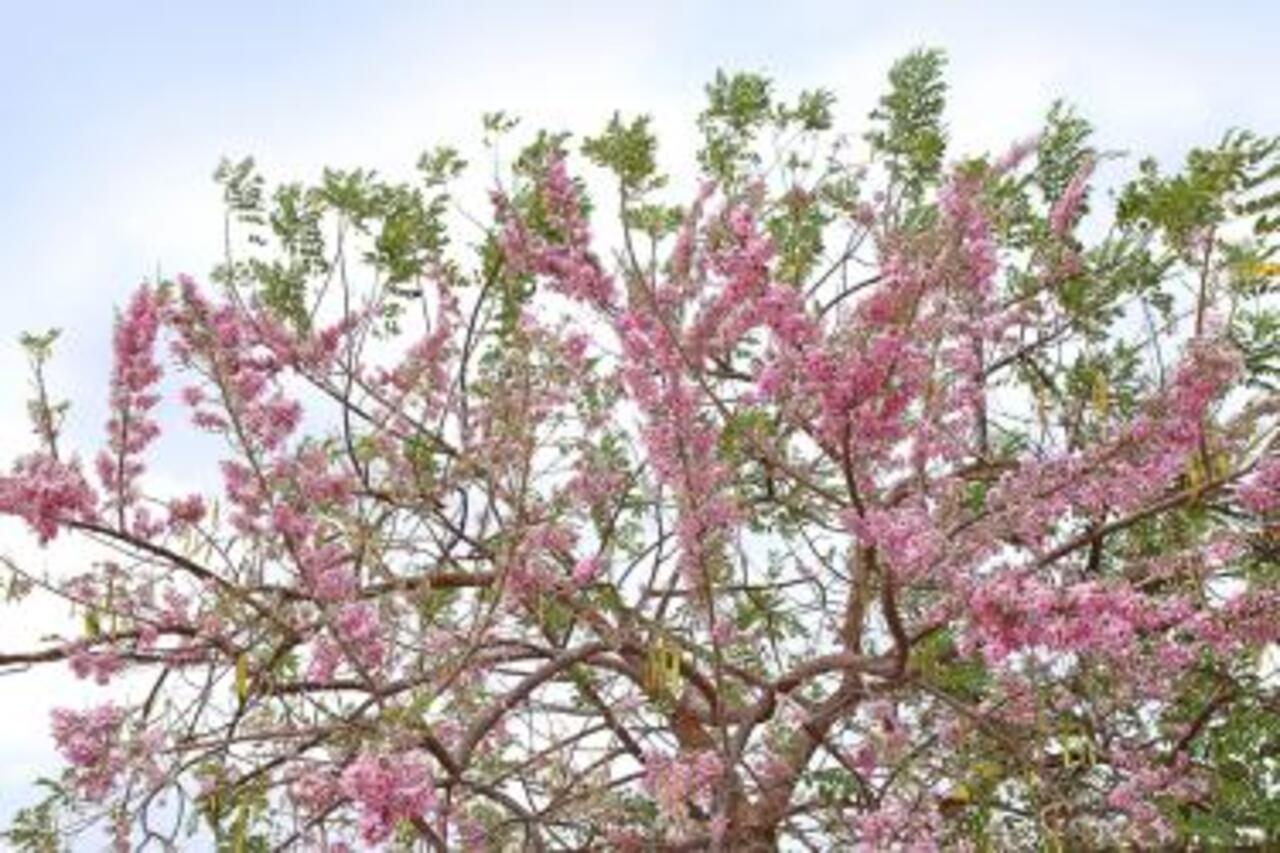 La primavera, una estación en la que florecen los árboles, cambia el clima y se reproducen las aves.