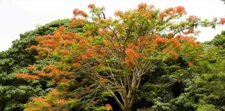 La primavera, una estación en la que florecen los árboles, cambia el clima y se reproducen las aves.
