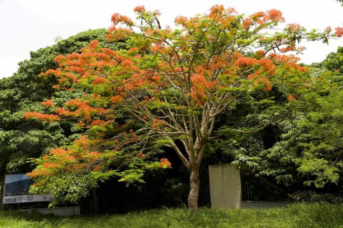 La primavera, una estación en la que florecen los árboles, cambia el clima y se reproducen las aves.