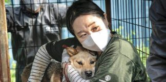 Corea del Sur blanco de opinión pública por no saber qué hacer con medio millón de perros.