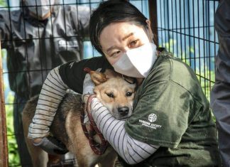 Corea del Sur blanco de opinión pública por no saber qué hacer con medio millón de perros Corea del Sur blanco de opinión pública por no saber qué hacer con medio millón de perros.