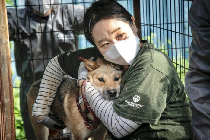 Corea del Sur blanco de opinión pública por no saber qué hacer con medio millón de perros.