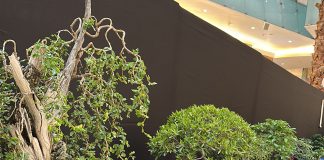 Exposición Nacional de Bonsái promueve conciencia ambiental y preservación de la flora y fauna