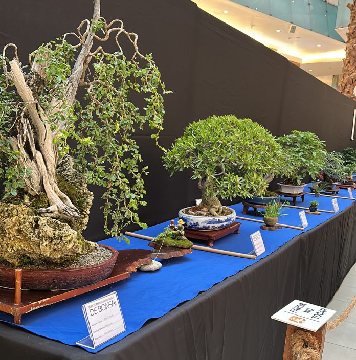 Exposición Nacional de Bonsái promueve conciencia ambiental y preservación de la flora y fauna