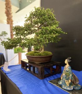 Exposición Nacional de Bonsái promueve conciencia ambiental y preservación de la flora y fauna