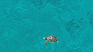 Fundación Eco-Bahia supera los dos millones de crías de tortugas marinas protegidas