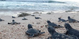 Fundación Eco-Bahia supera los dos millones de crías de tortugas marinas protegidas