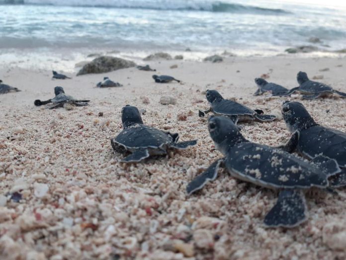 Fundación Eco-Bahia supera los dos millones de crías de tortugas marinas protegidas
