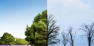 Trabajo conjunto y acción local son esenciales para combatir el cambio climático