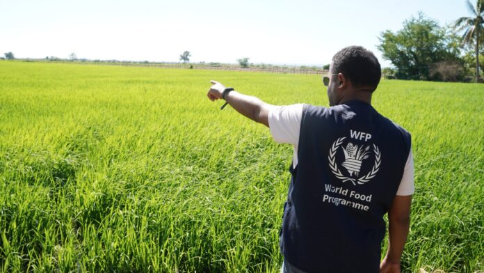 Programa Mundial de Alimentos activa campaña preventiva por temporada ciclónica