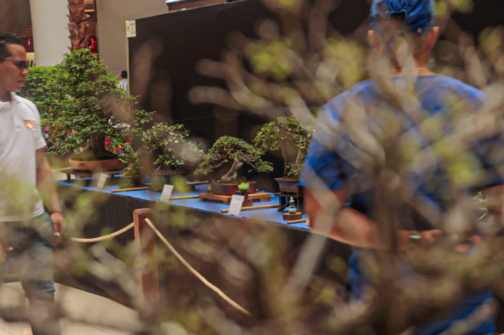 Ágora acogió la quinta Exposición Nacional de Bonsái