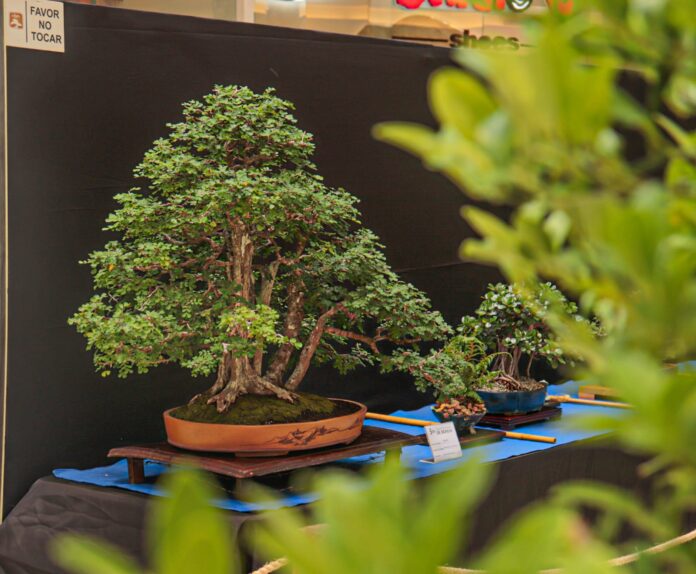 Ágora acogió la quinta Exposición Nacional de Bonsái