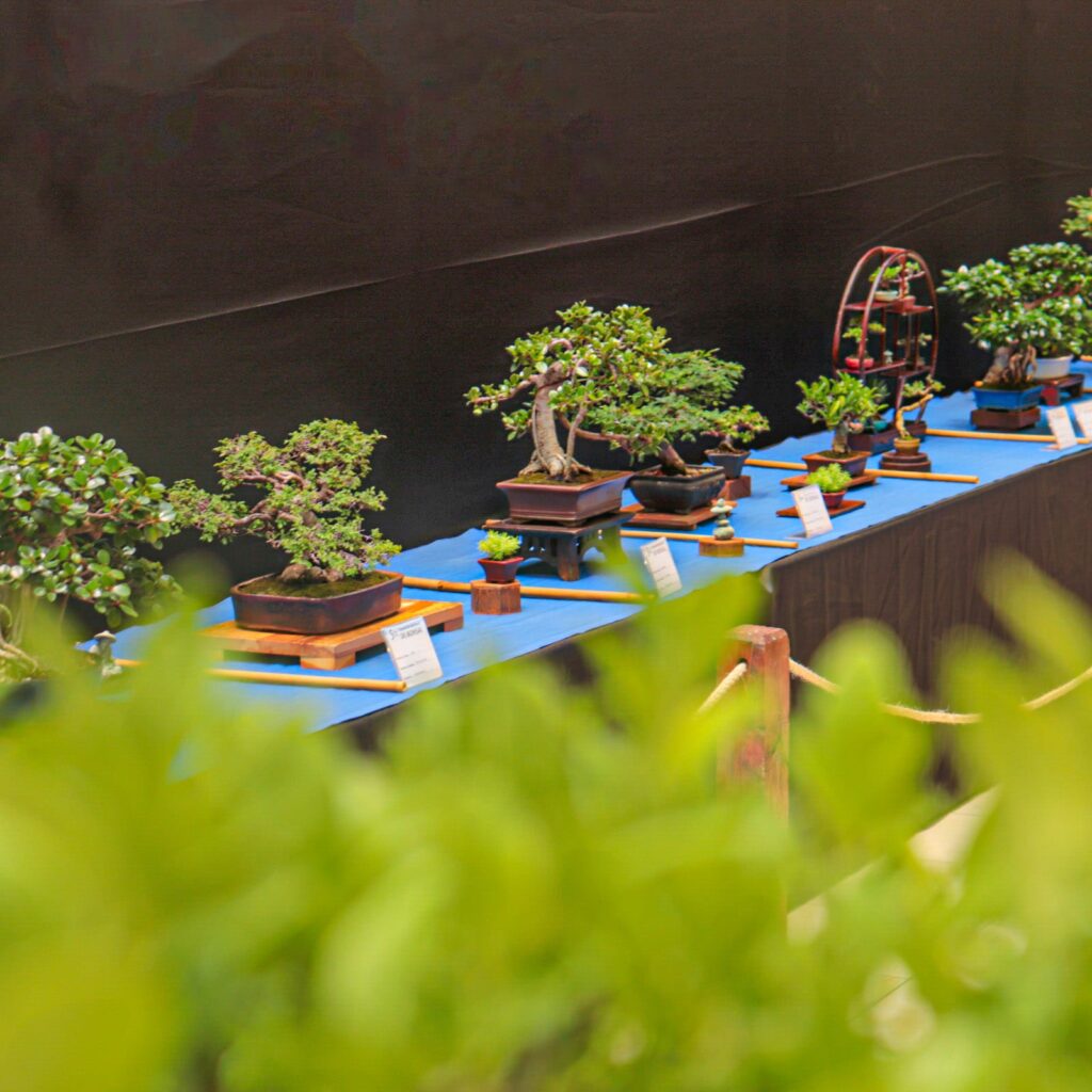 Ágora acogió la quinta Exposición Nacional de Bonsái