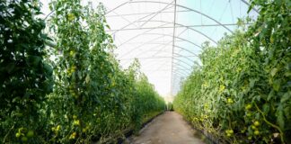 República Dominicana comparte con Chile avances en agricultura bajo ambiente protegido