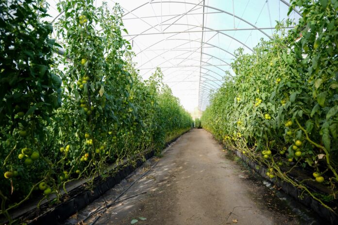 Invernadero República Dominicana comparte con Chile avances en agricultura bajo ambiente protegido