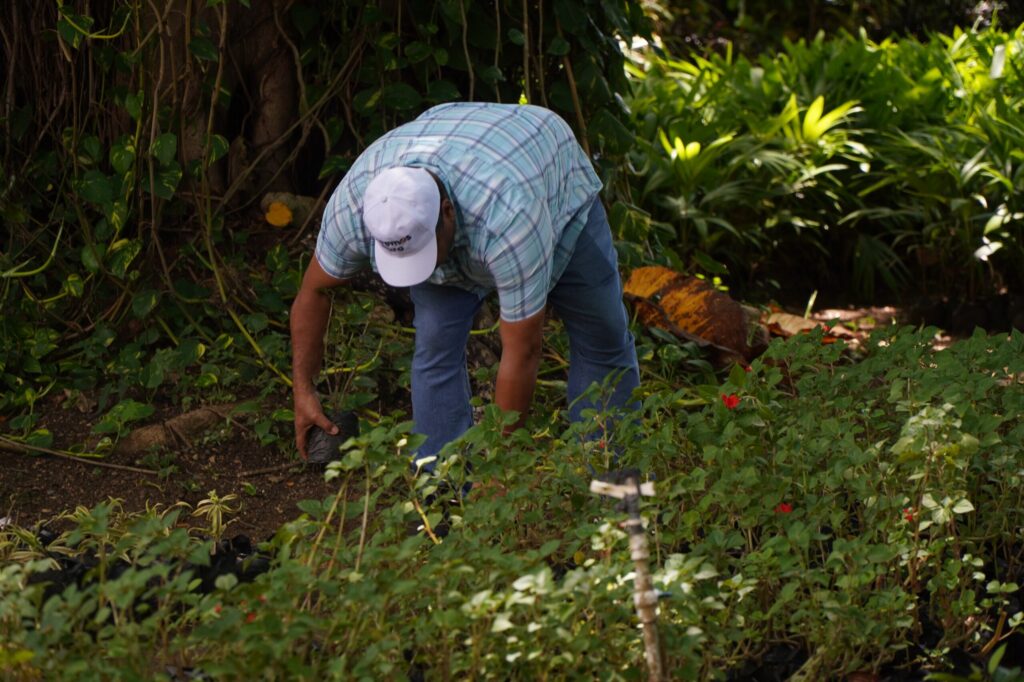 Digecac realizará su Primer Festival de Plantas 2026